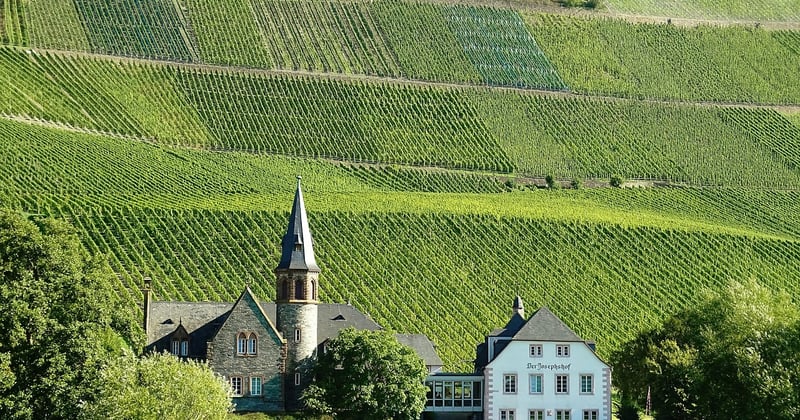 Weingut Kress: Weine mit Charakter und Tradition entdecken