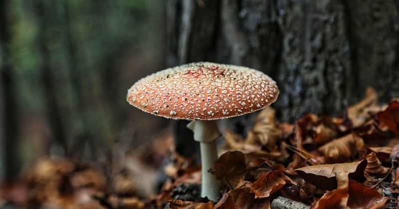 Geocaching Verstecke in der Natur finden: 7 geniale Tipps