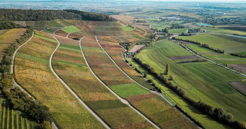 Grauburgunder beim Weingut Kress: warum er als Einstieg funktioniert